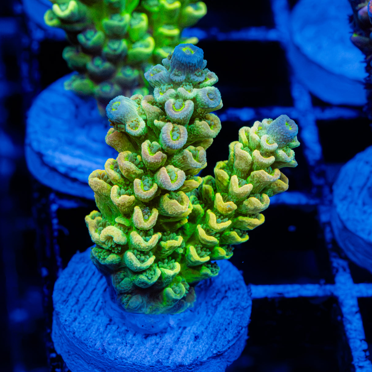Solar Pesto C099