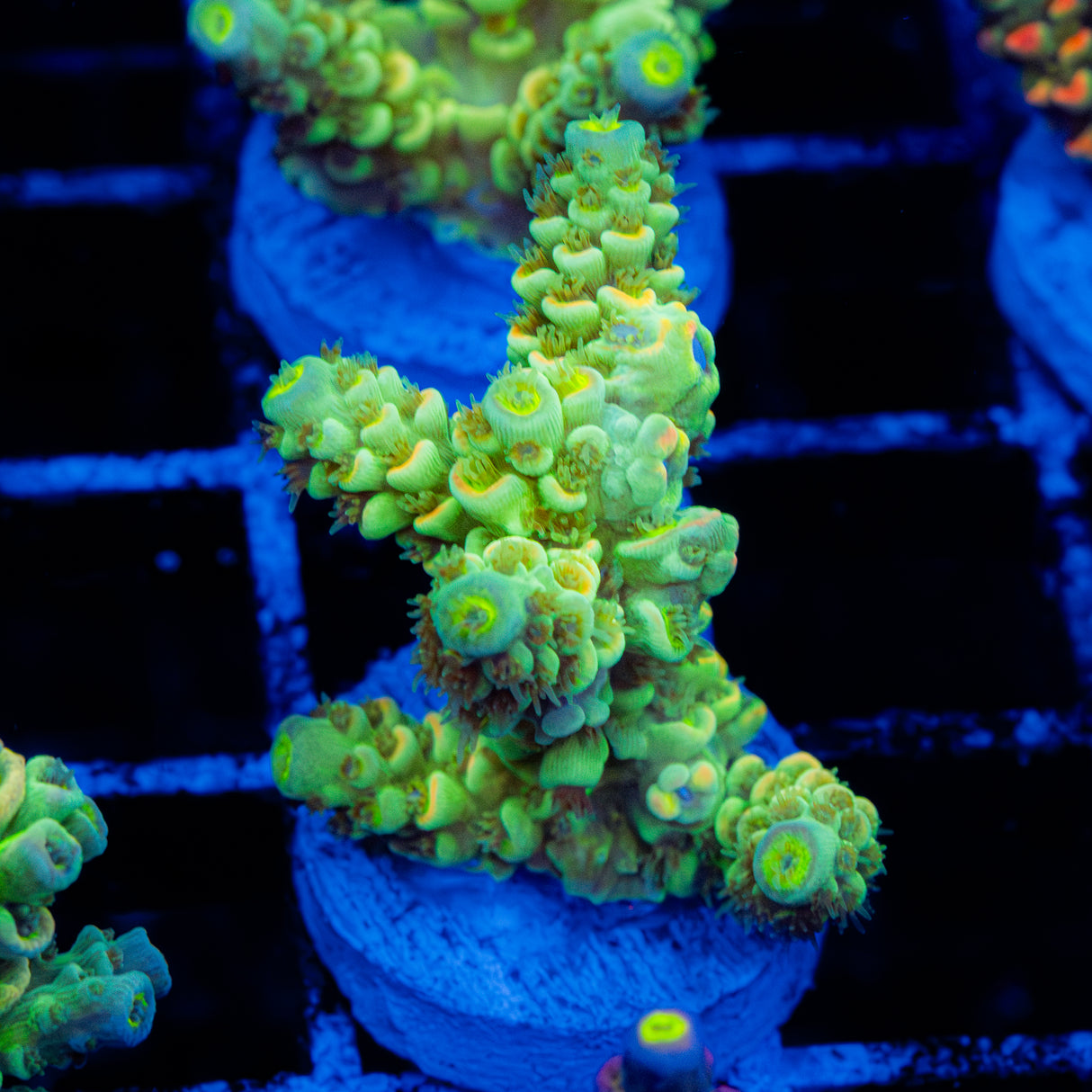 Solar Pesto C104