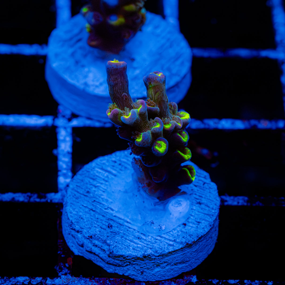 Berry Gateau C109