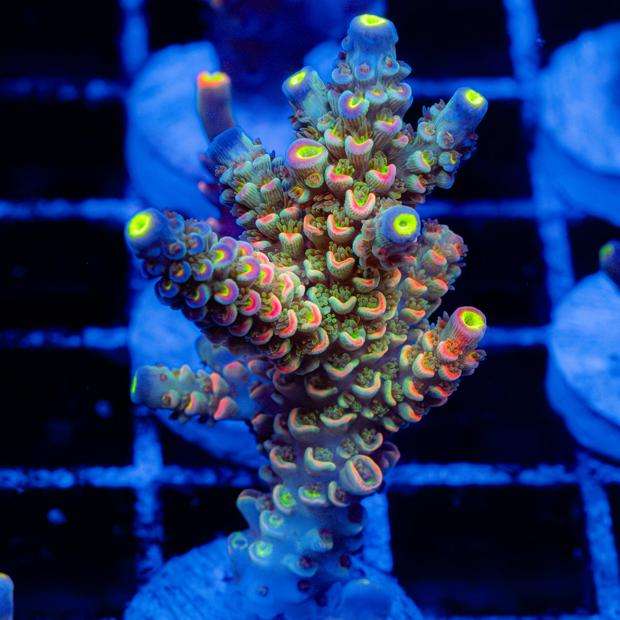 Prismatic Souffle C111