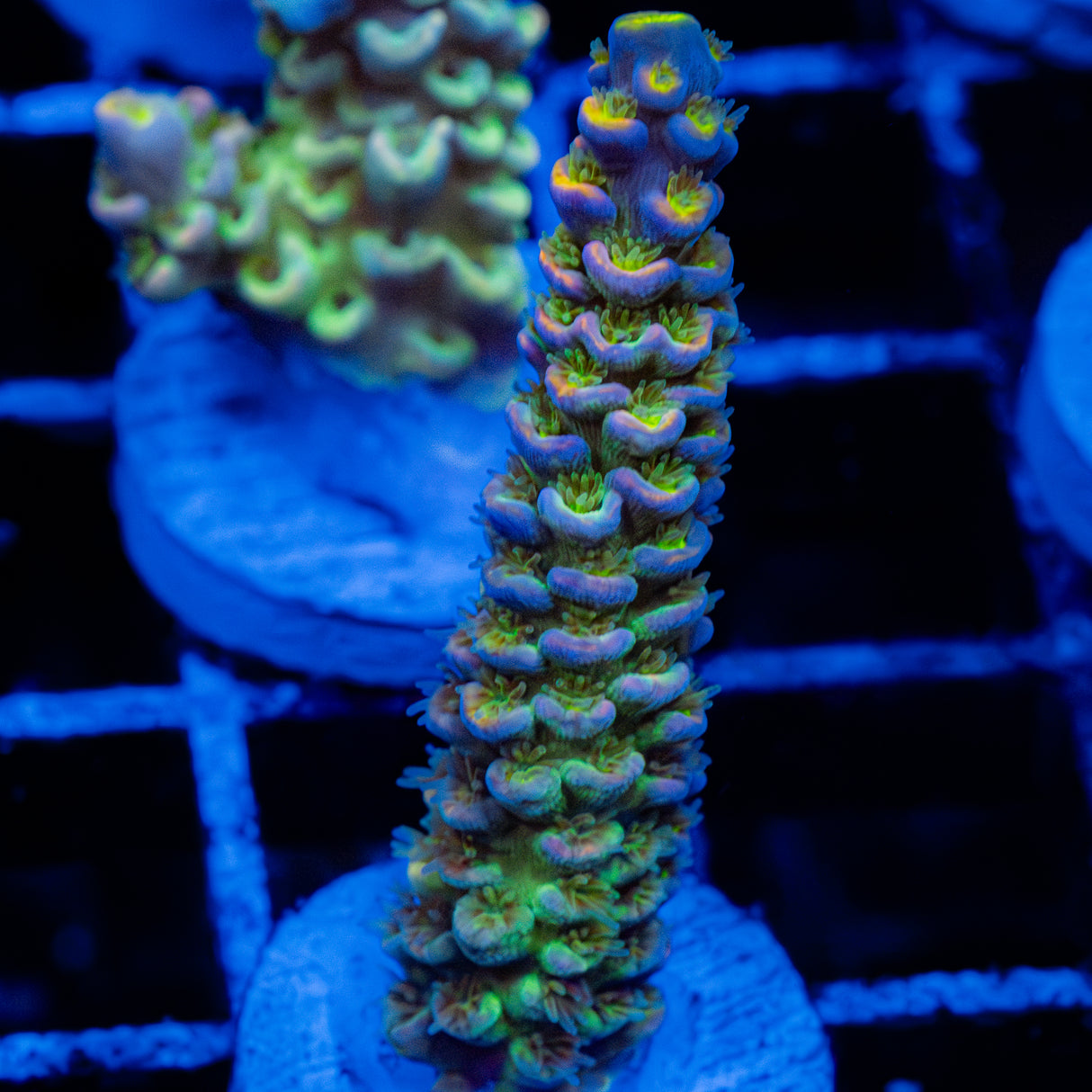 Brioche Glow C123