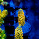 Acropora