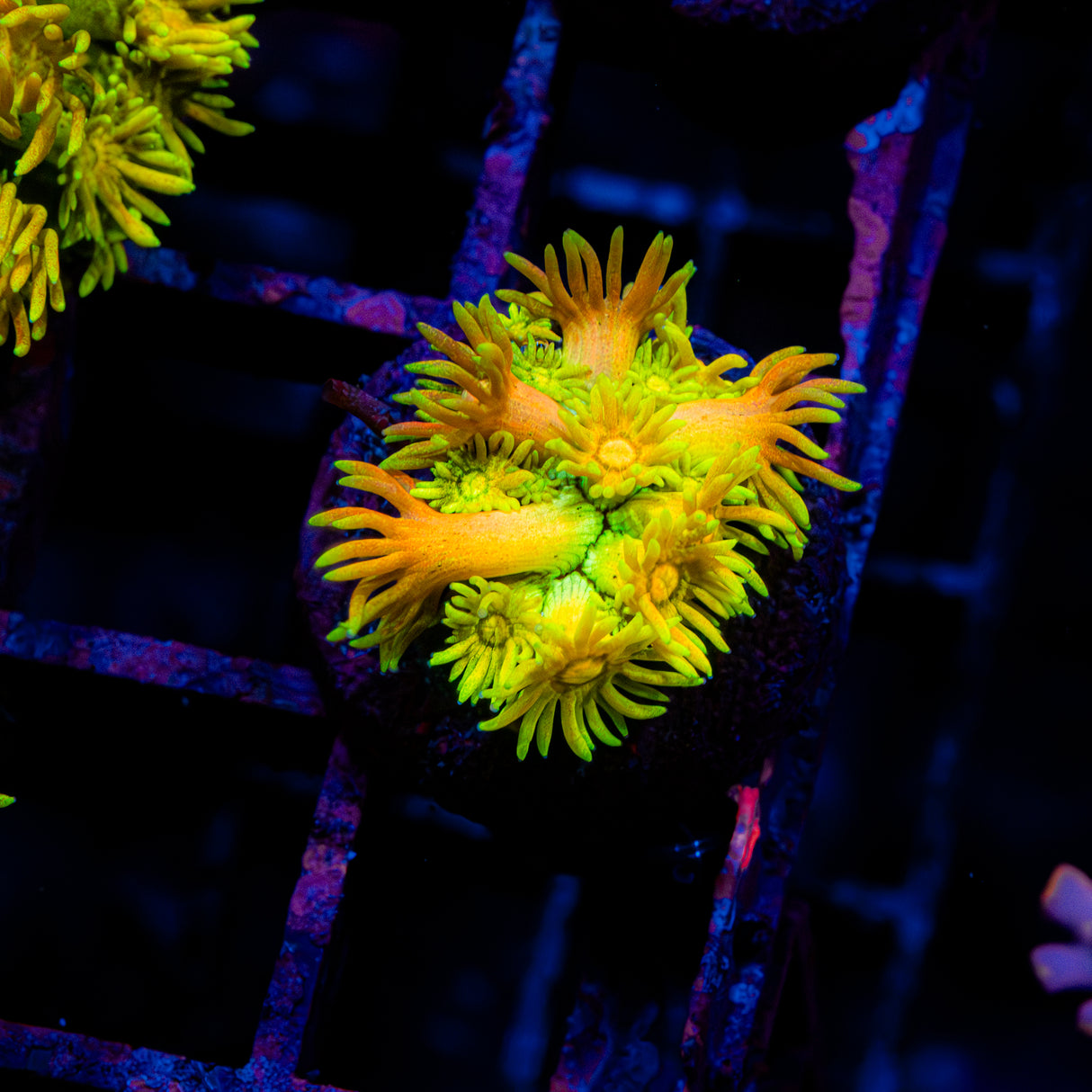 Golden Blossom G201