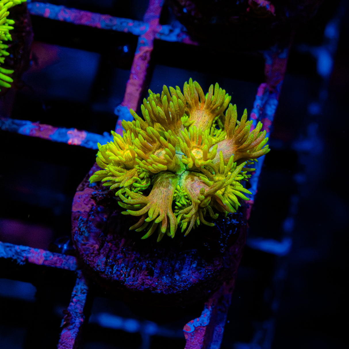 Golden Blossom G202