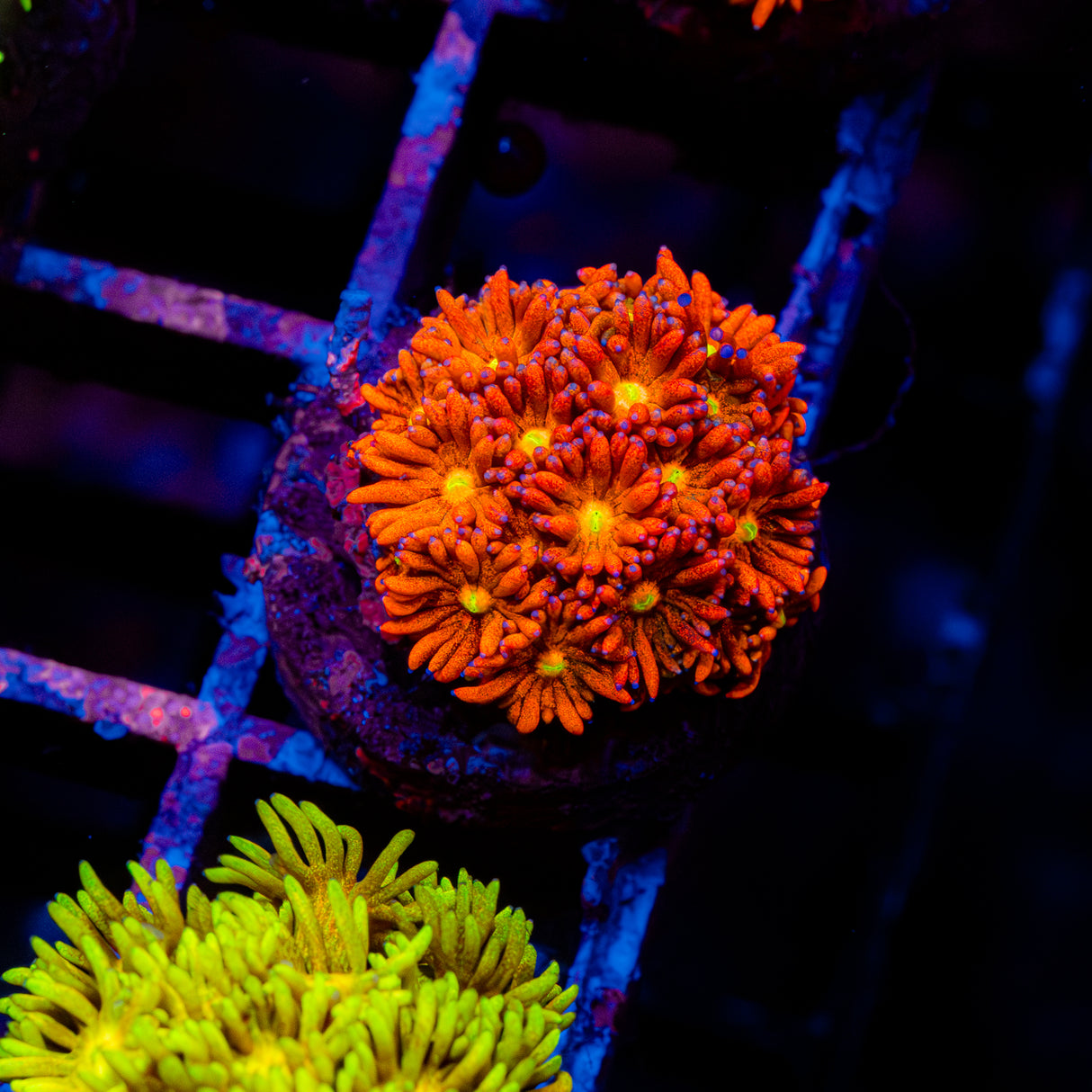 Molten Bloom G204