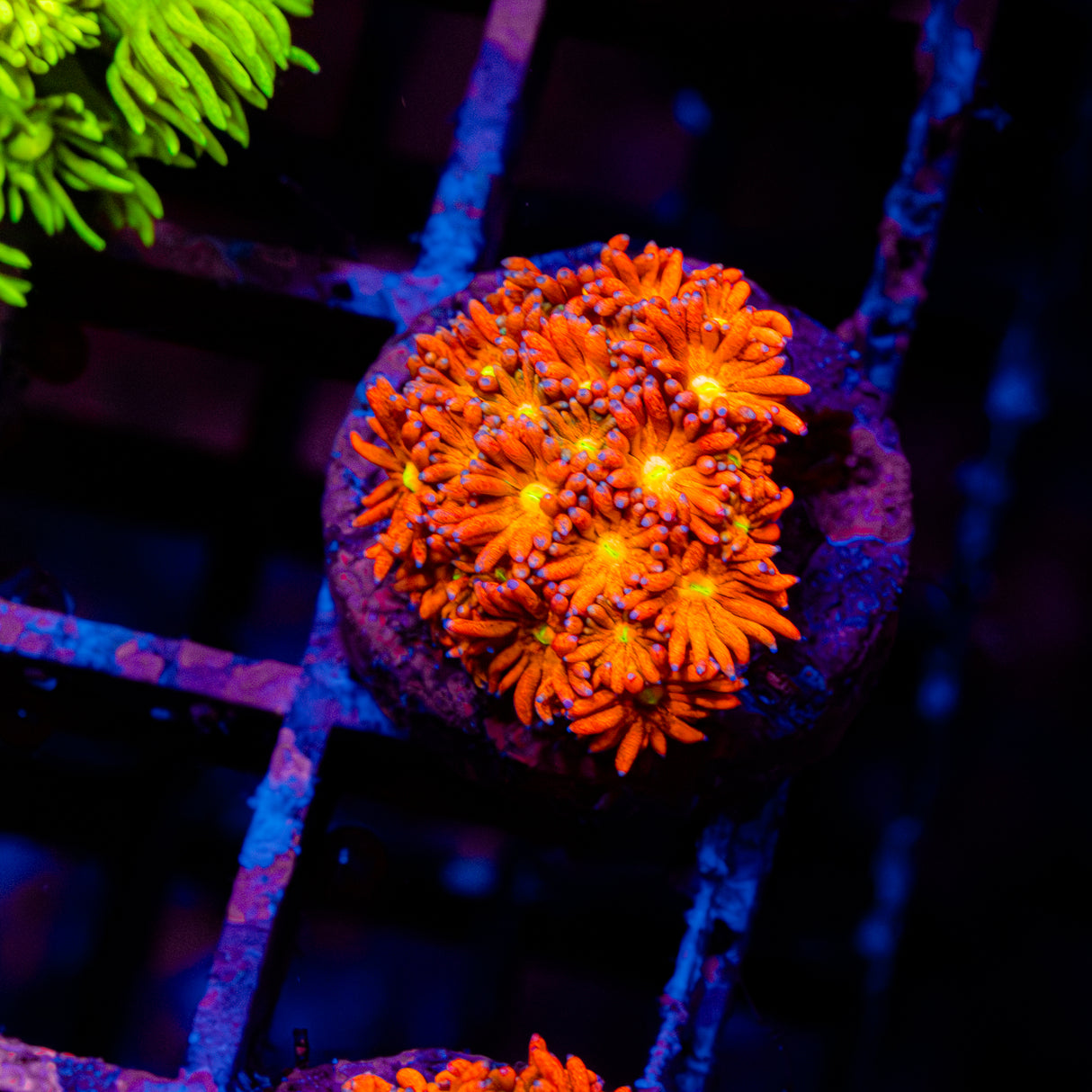 Molten Bloom G205