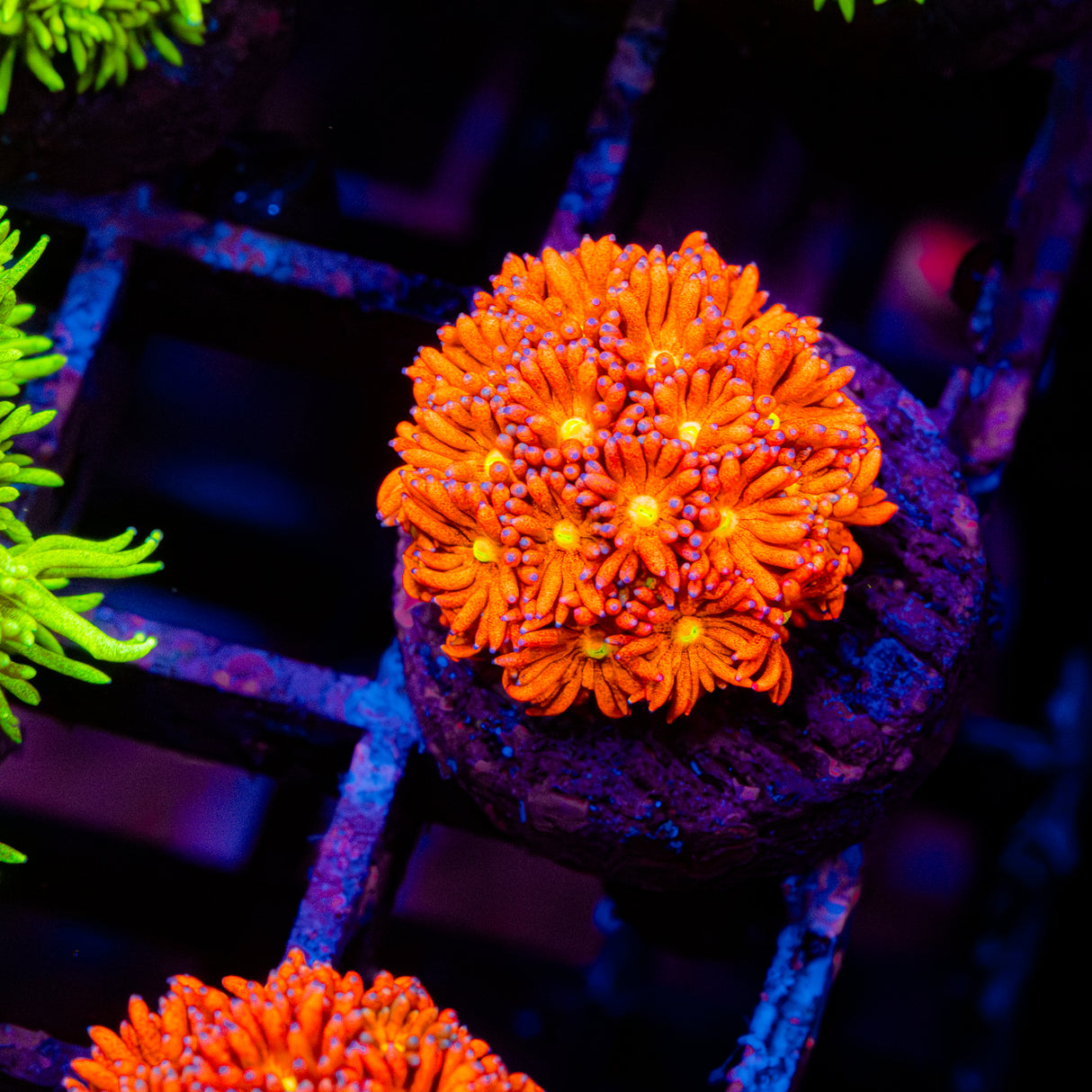 Molten Bloom G207