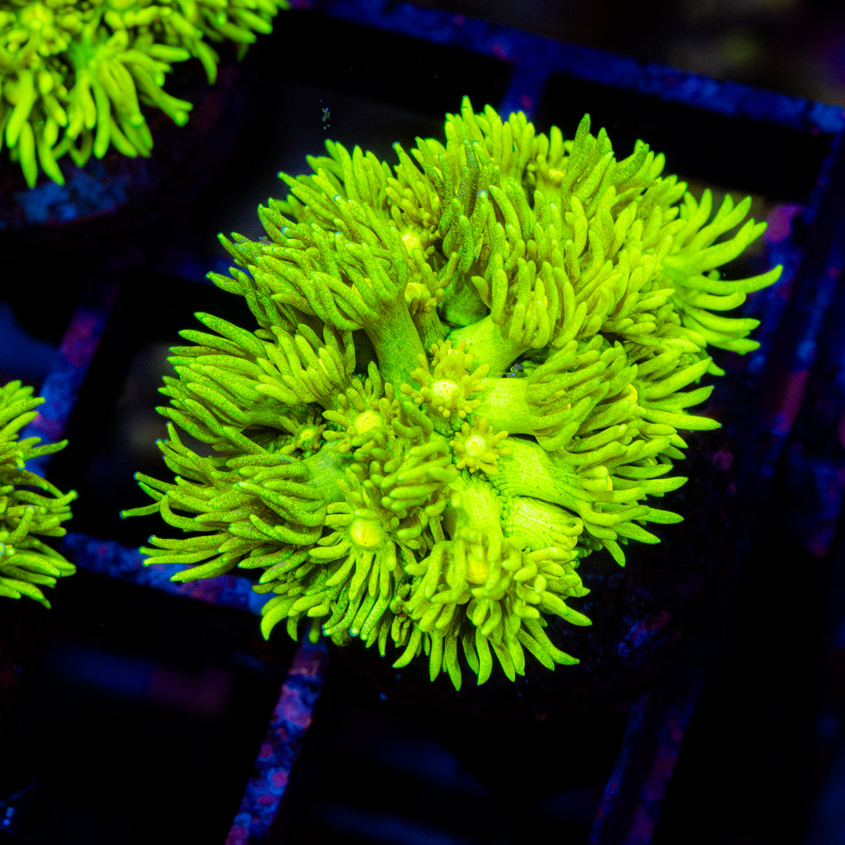 Lustre Lime G208