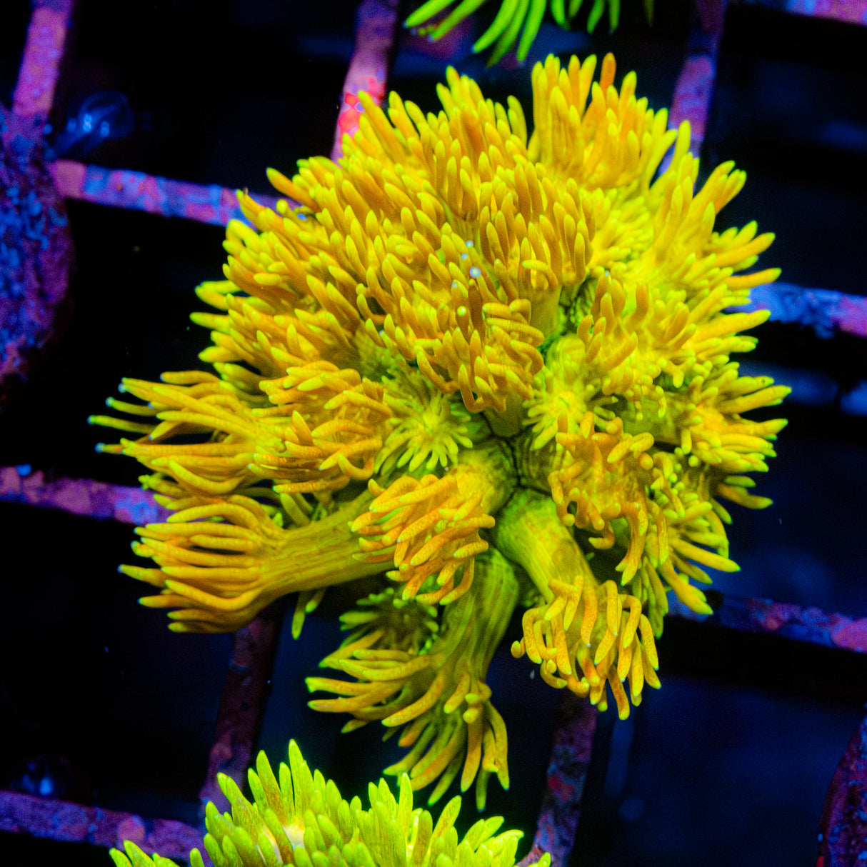 Lemon Flare G217