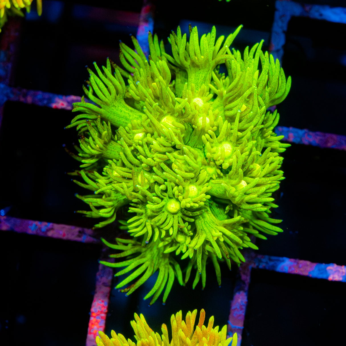 Lustre Lime G209
