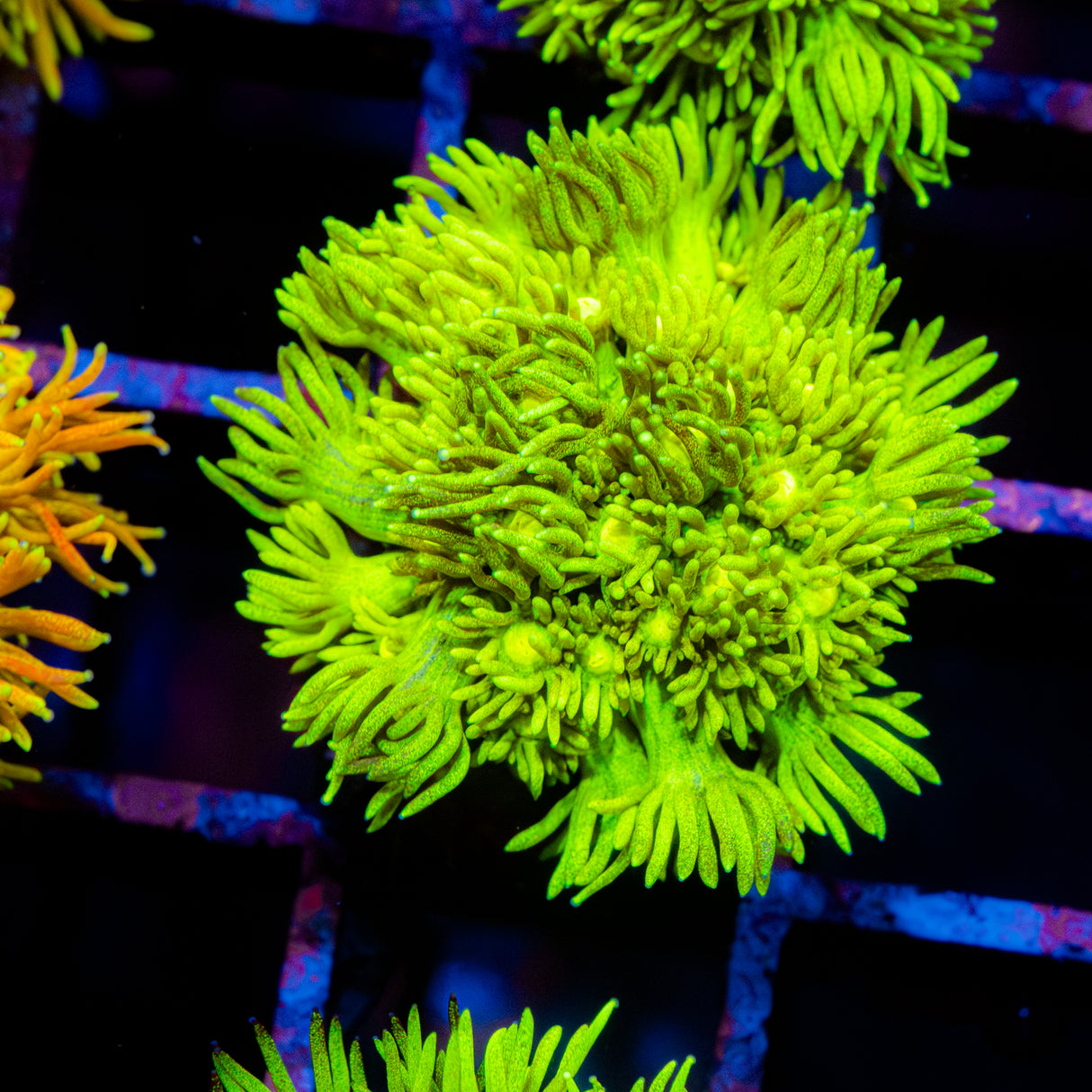 Lustre Lime G210