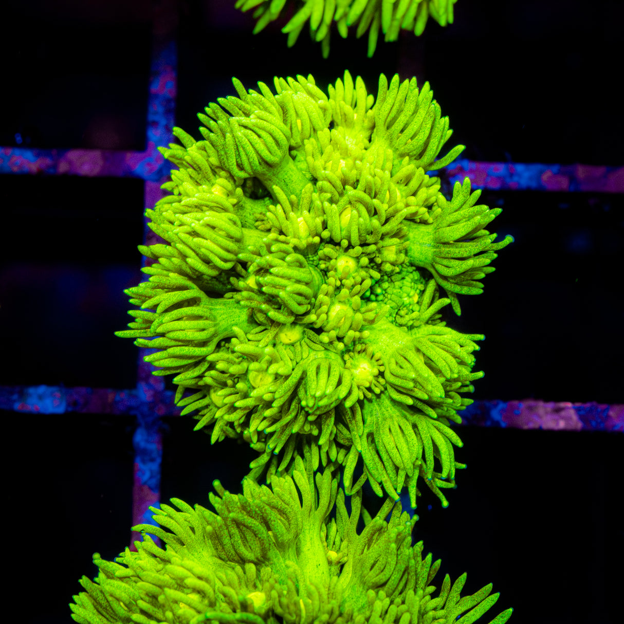 Lustre Lime G211