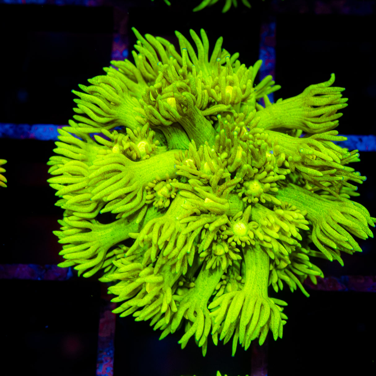 Lustre Lime G212