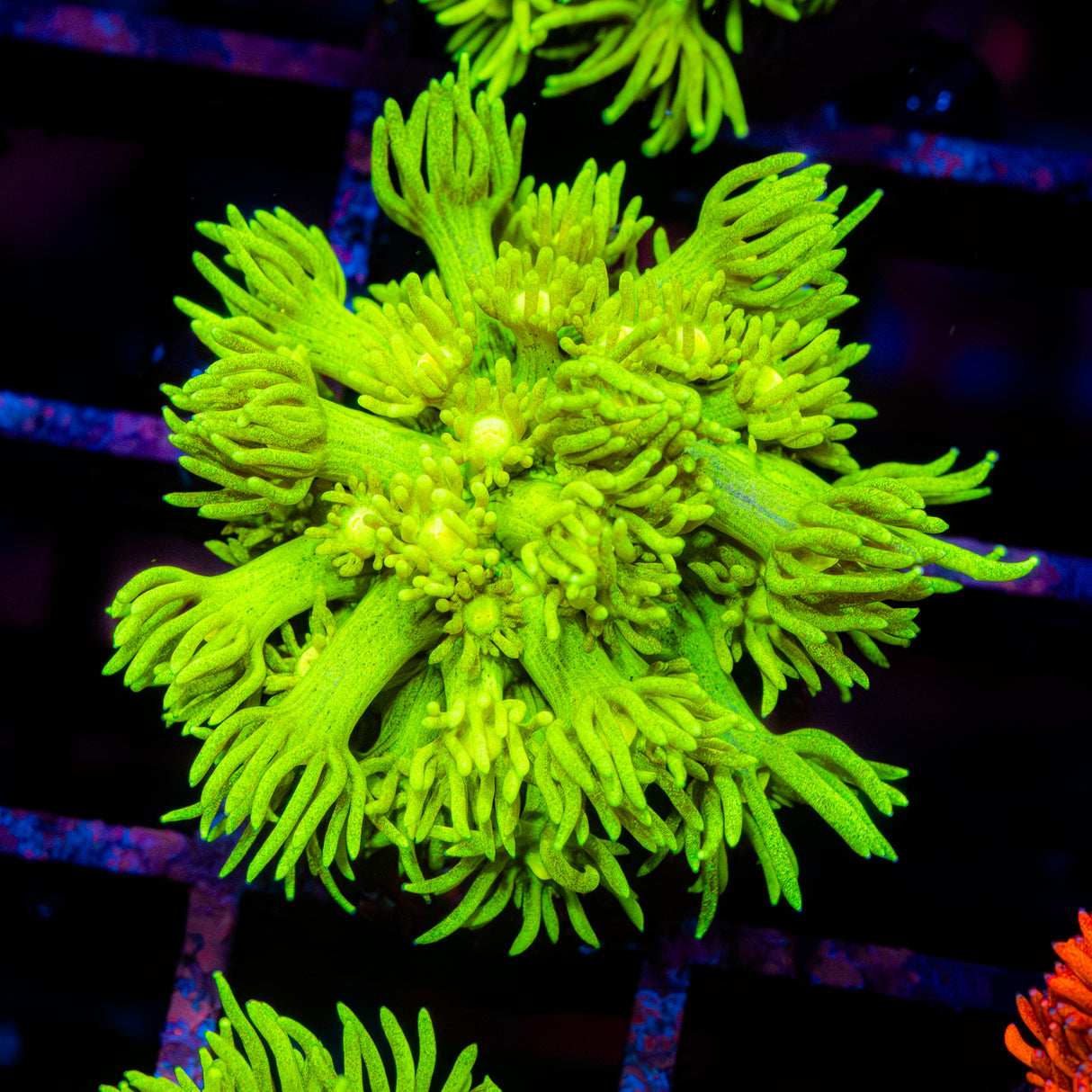 Lustre Lime G213