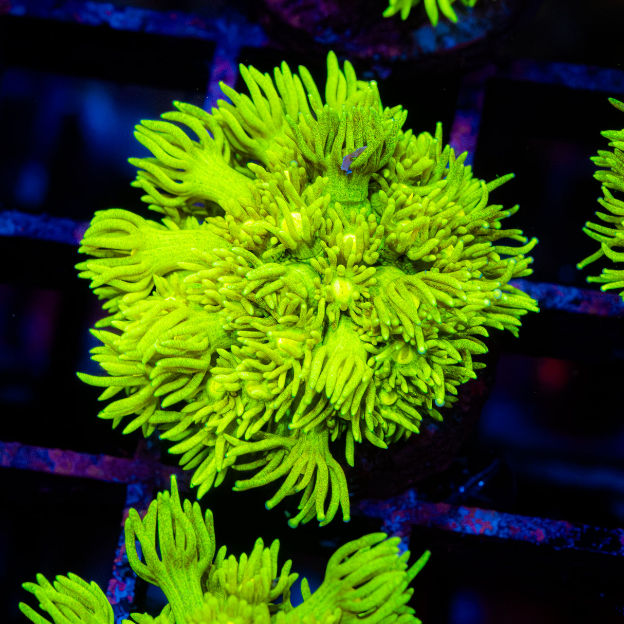 Lustre Lime G214