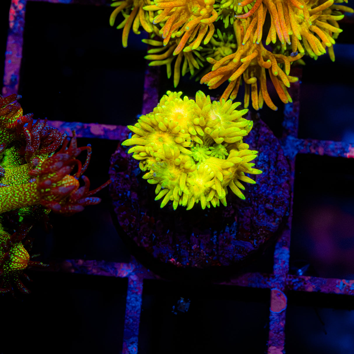 Lemon Flare G218