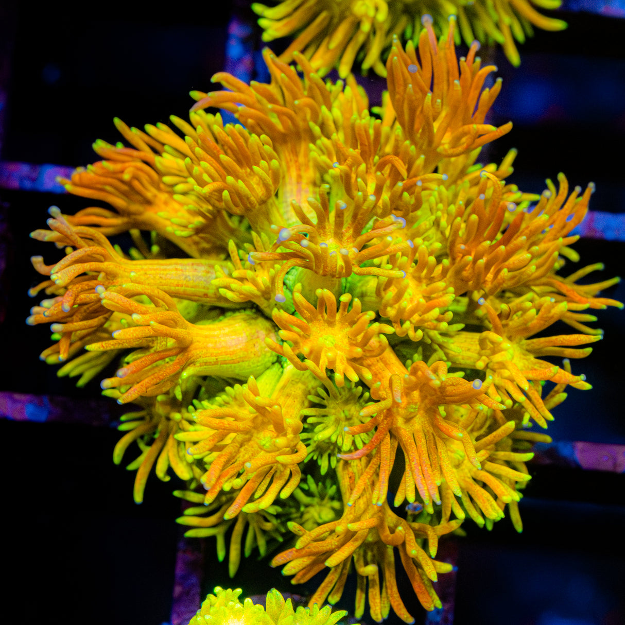 Golden Blaze G219