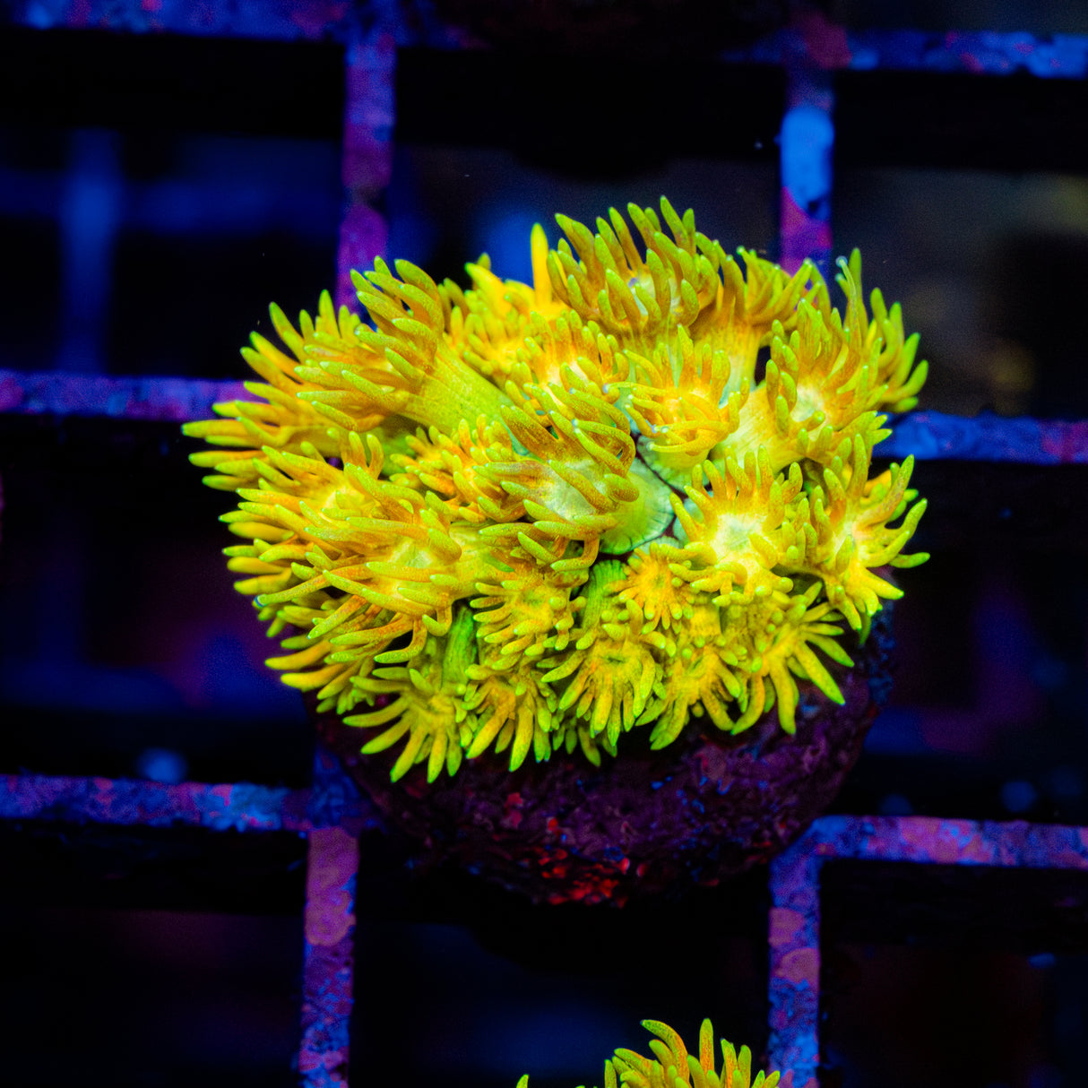 Honey Bloom G223