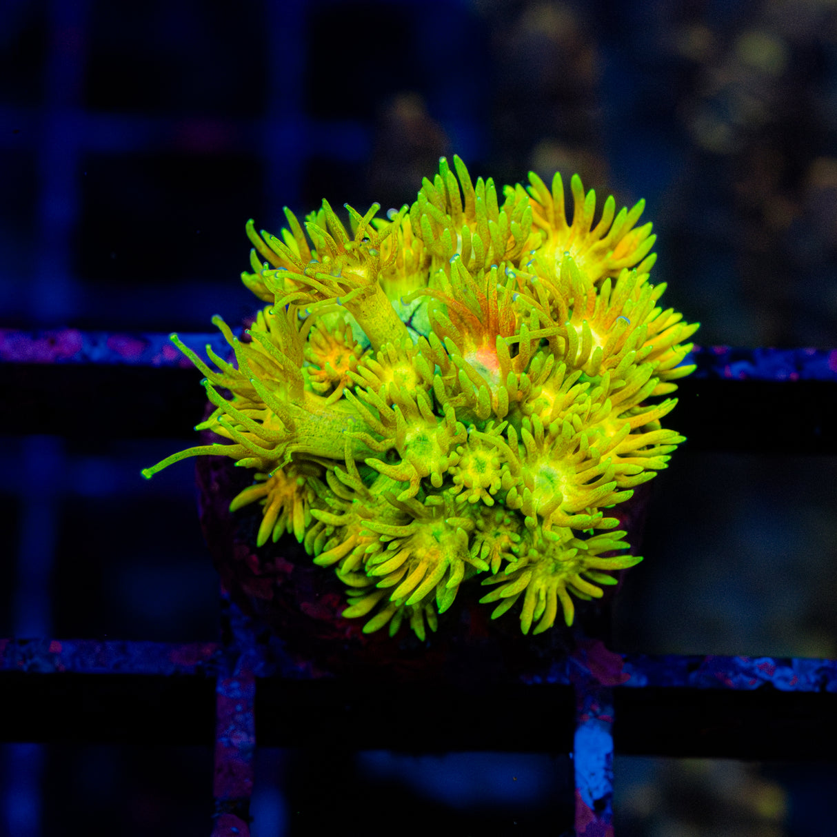 Honey Bloom G224