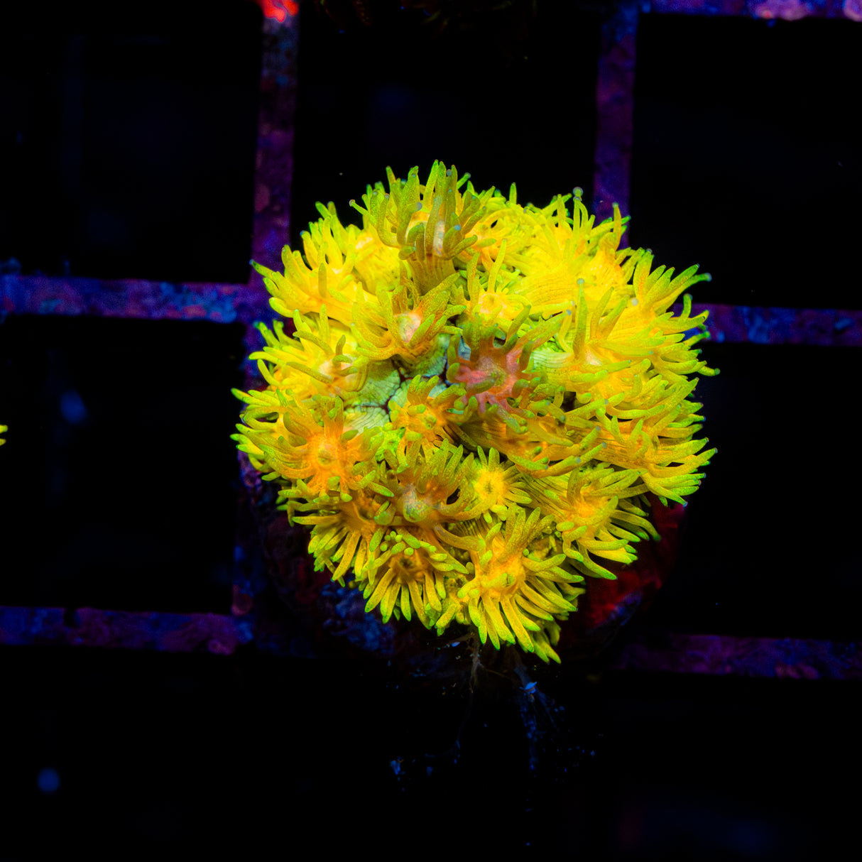 Golden Zest G232