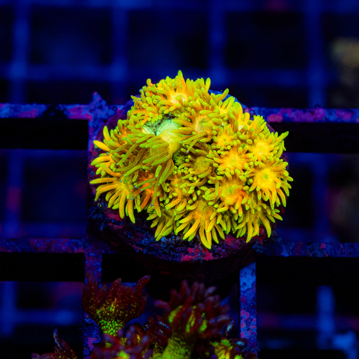 Golden Zest G233