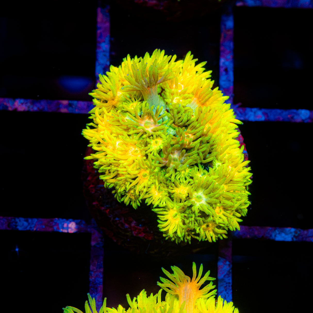 Golden Zest G236