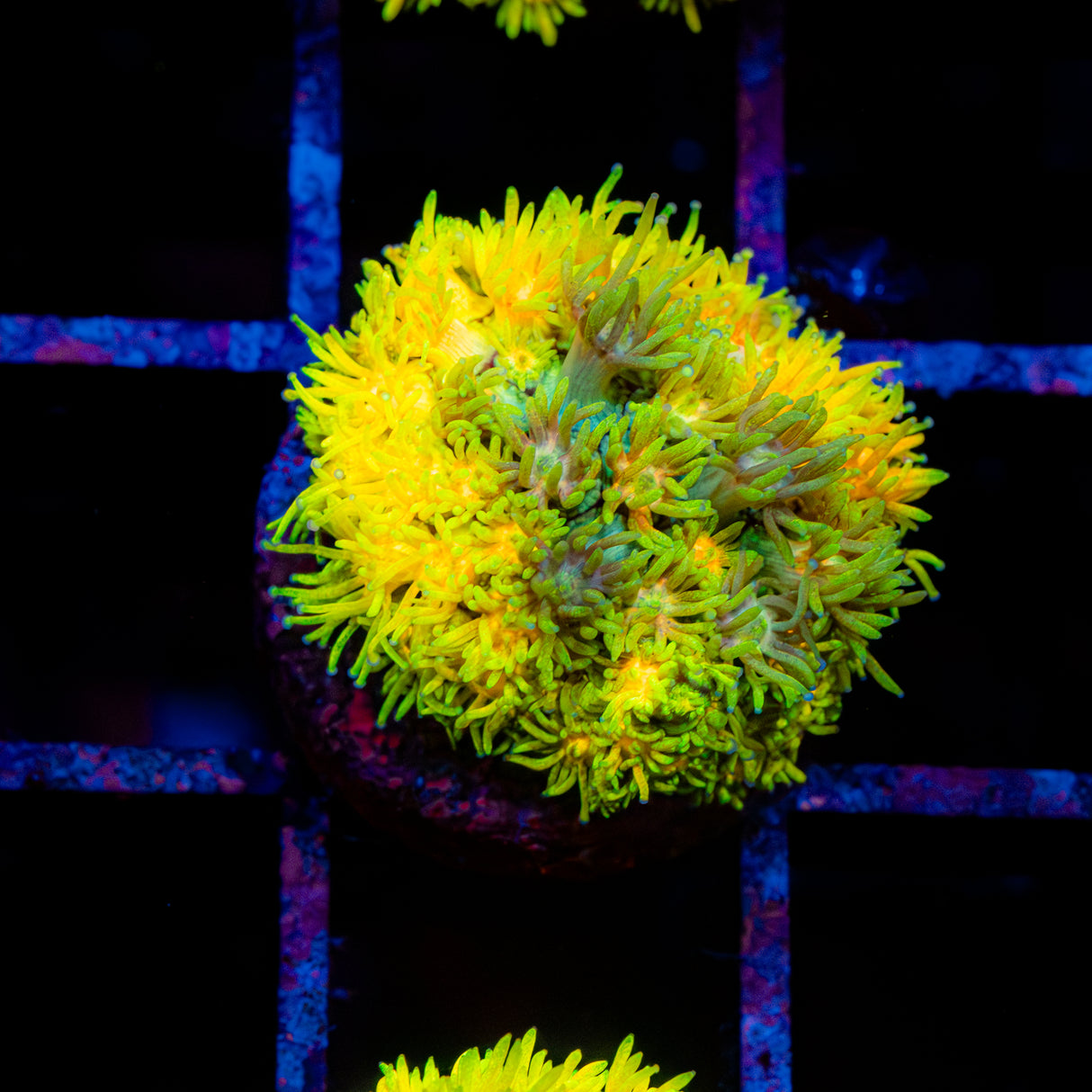 Golden Zest G237
