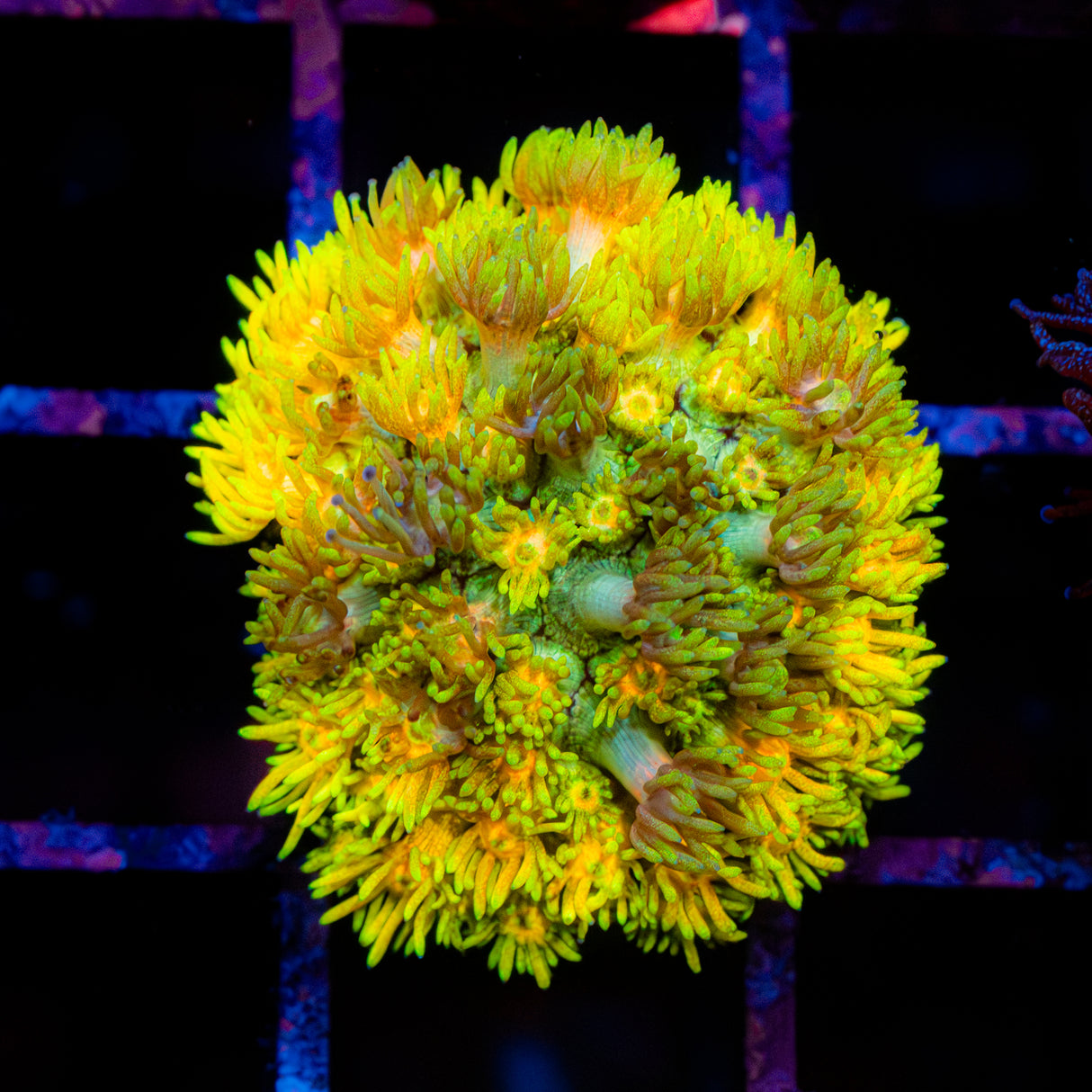 Golden Zest G238