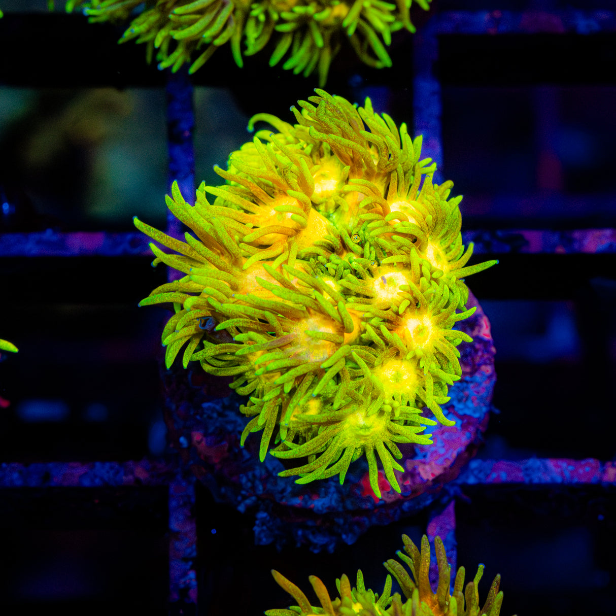 Caramel Blaze G244