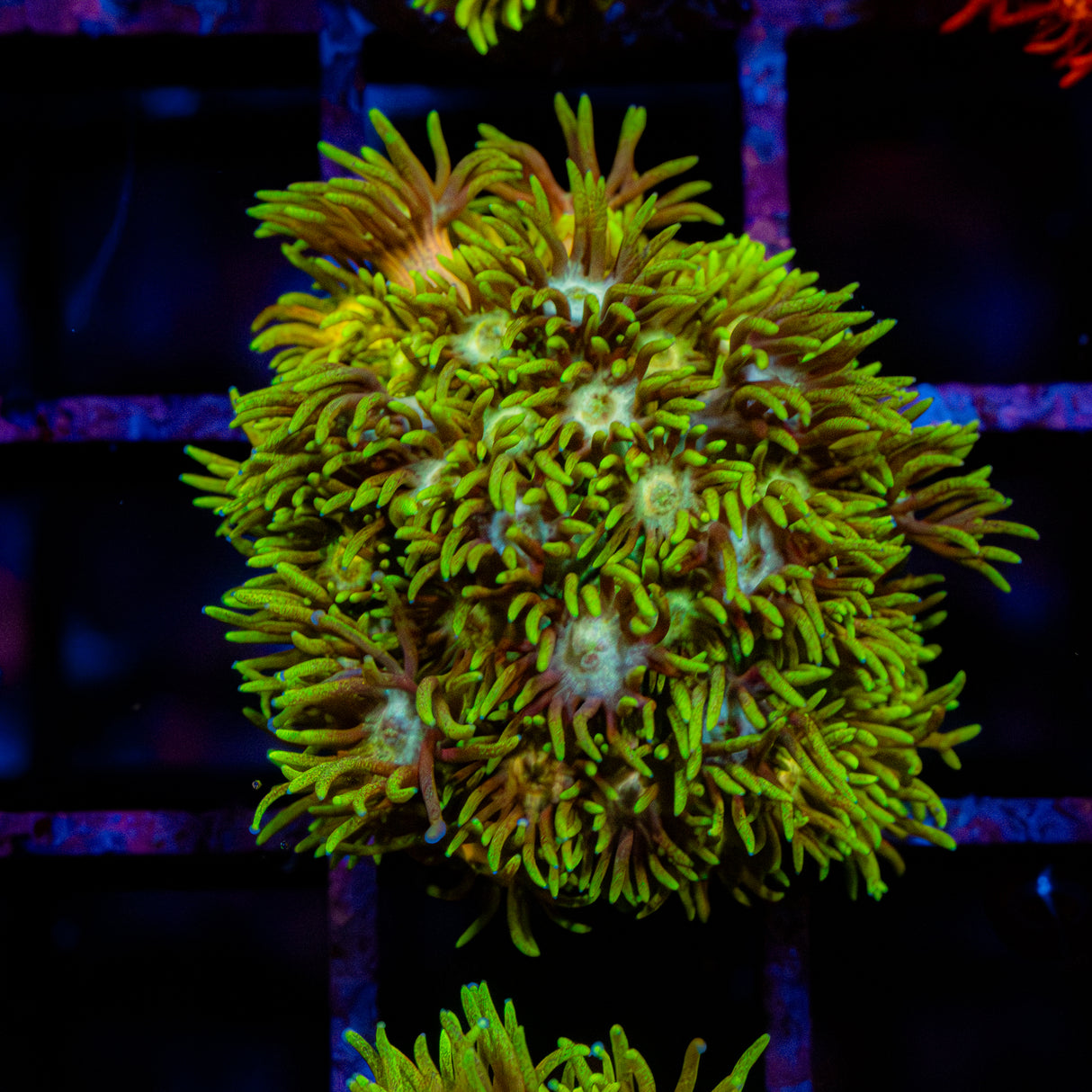 Caramel Blaze G248