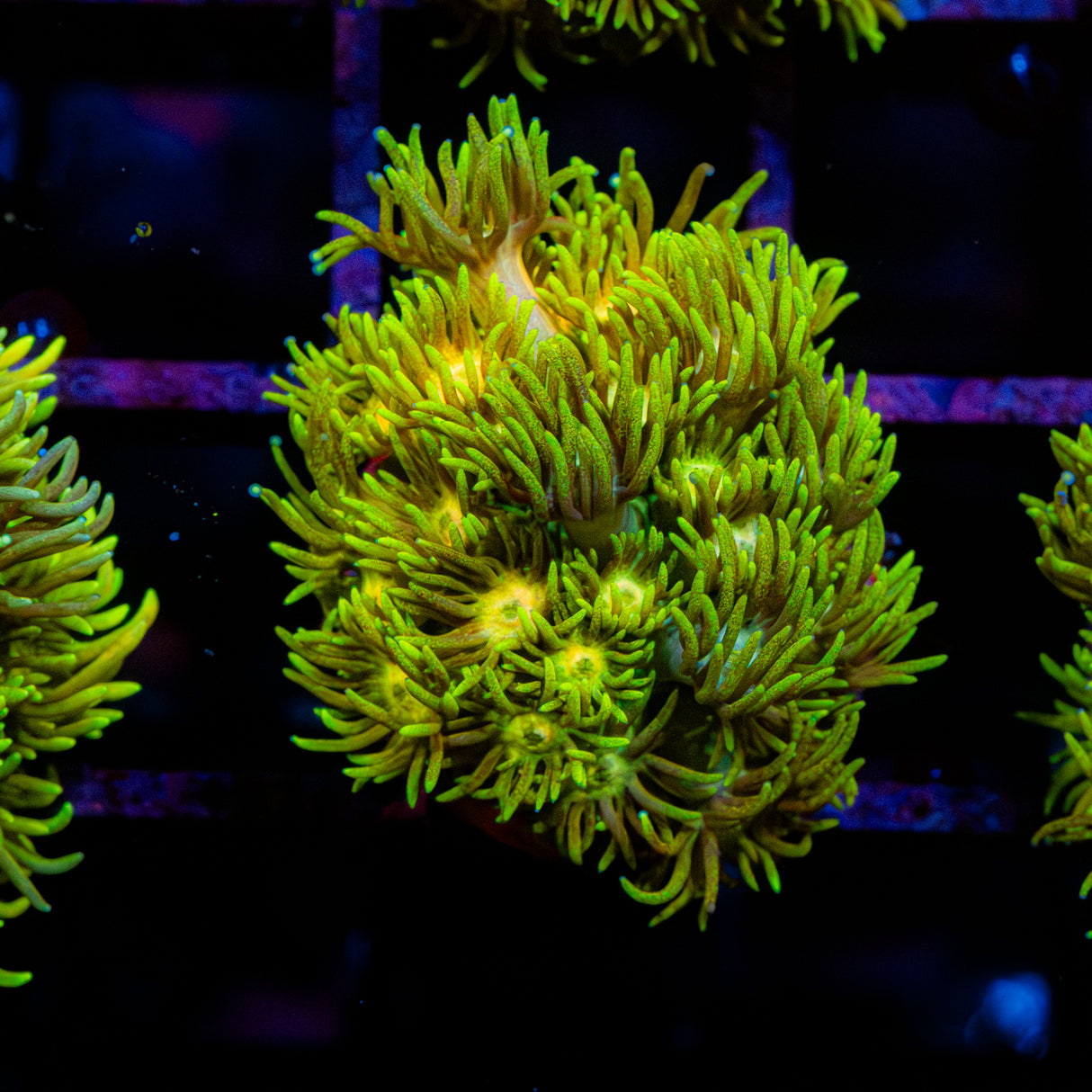 Caramel Blaze G249