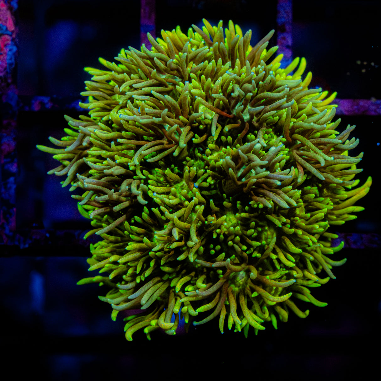 Caramel Blaze G250