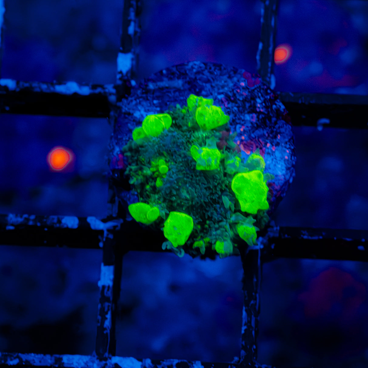 Uranium Bounce Mushroom H701