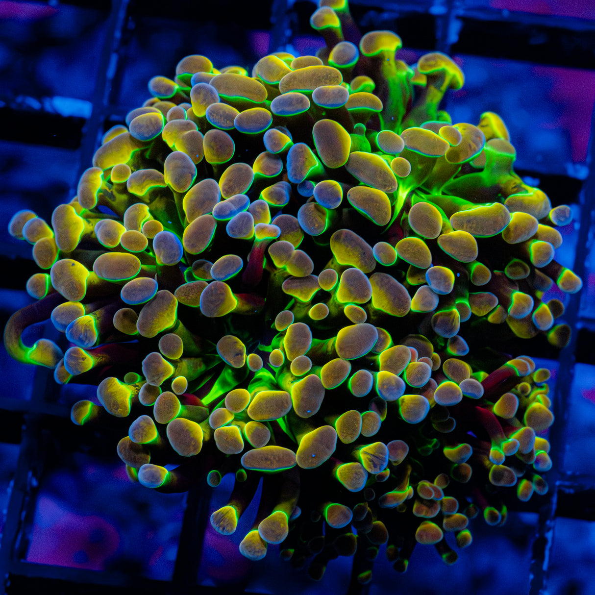 Hologram Hammer 3-Heads J806