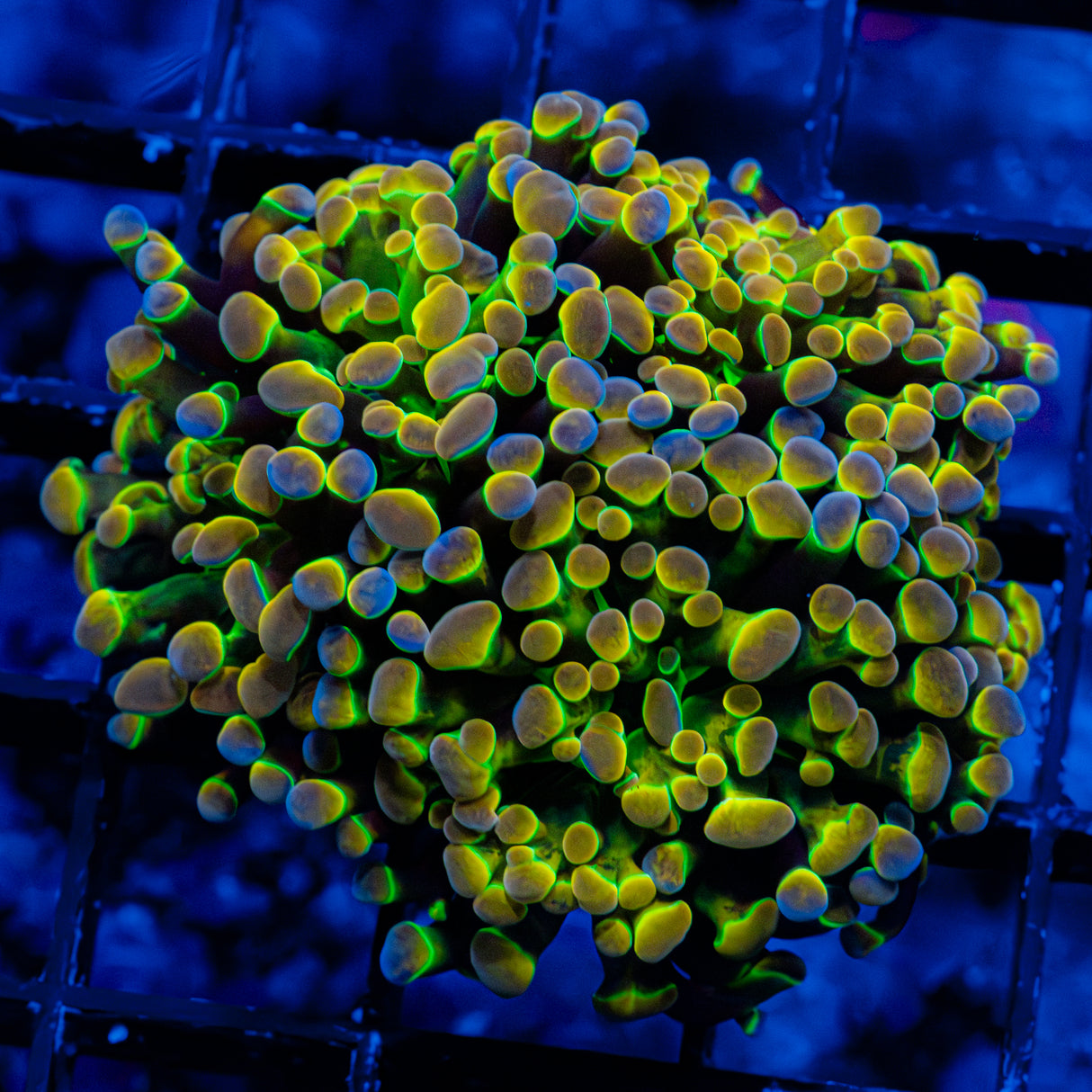 Hologram Hammer 3-Heads J807