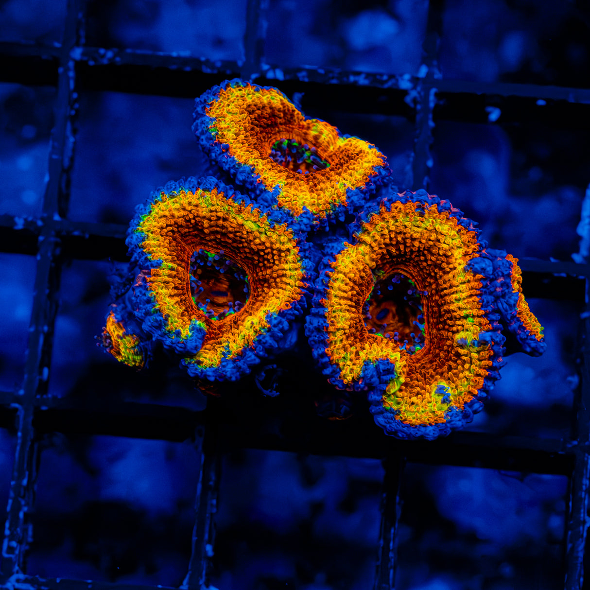 Lava Donut Acan B901