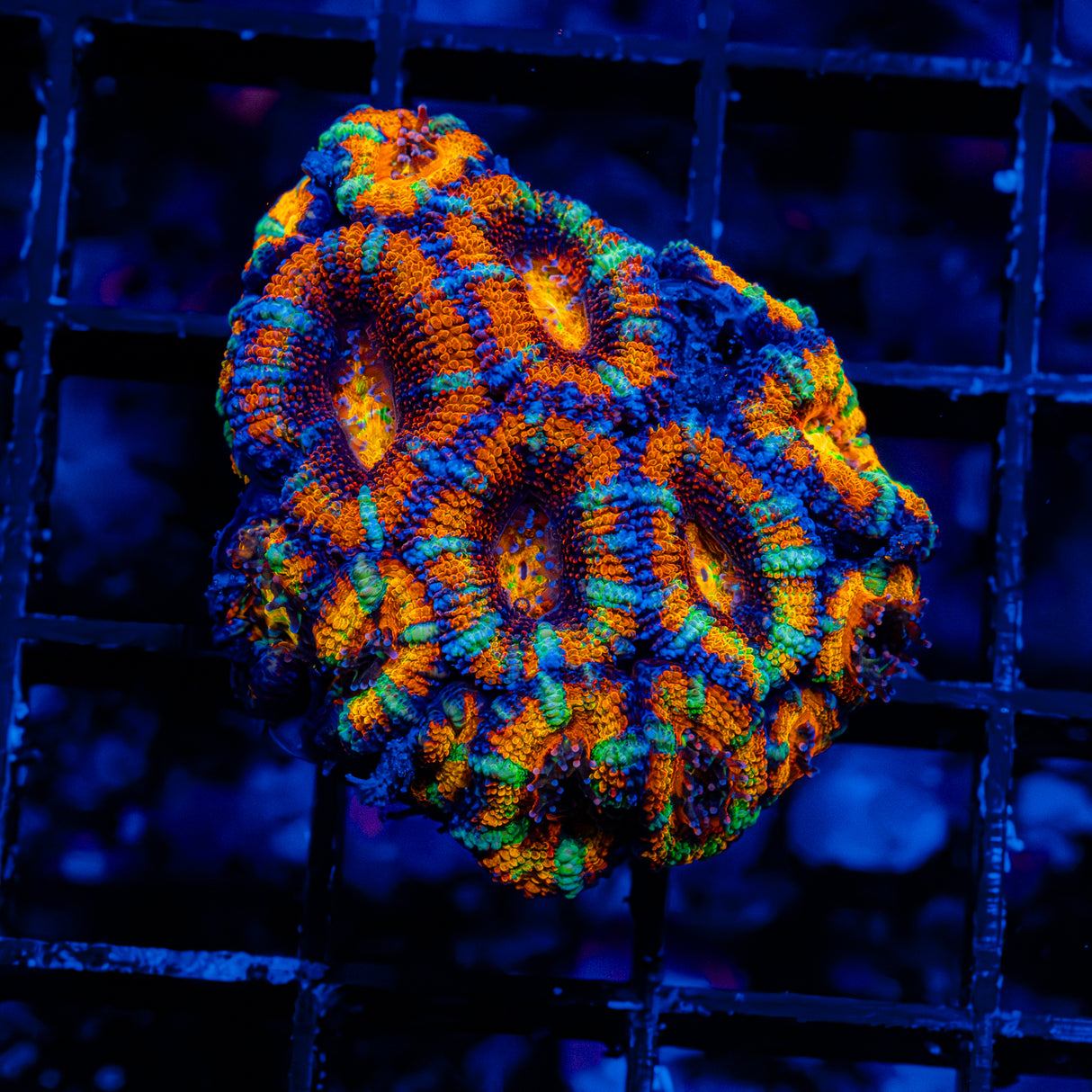 Insanity Acan Mini Colony B902