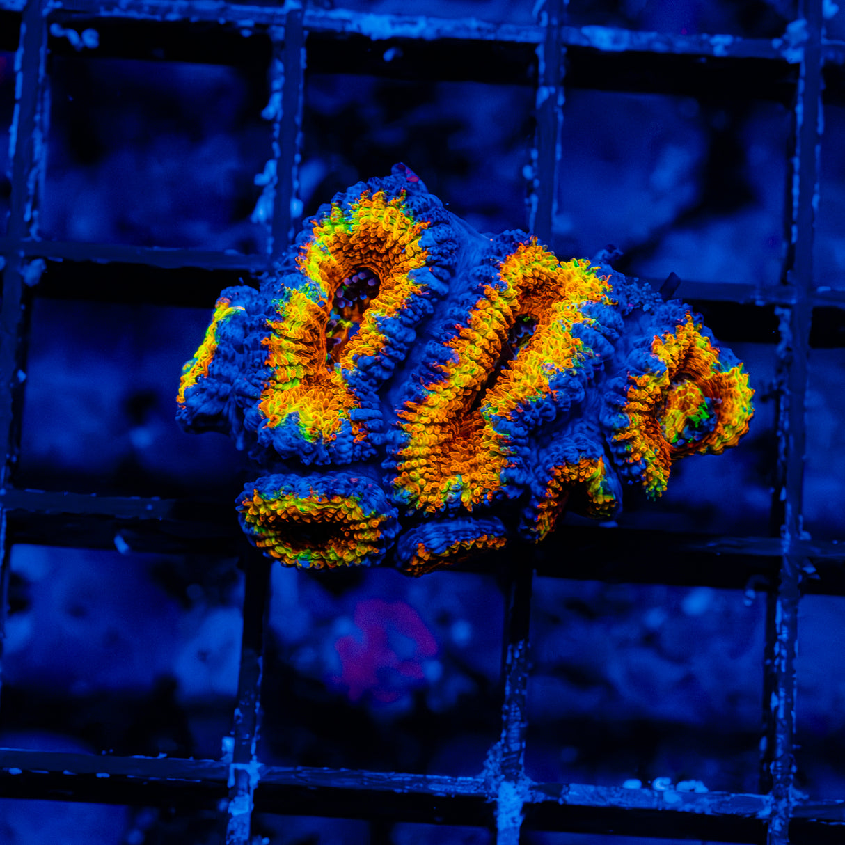 Lava Donut Acan B903
