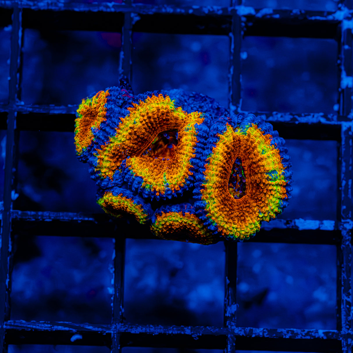 Lava Donut Acan B904