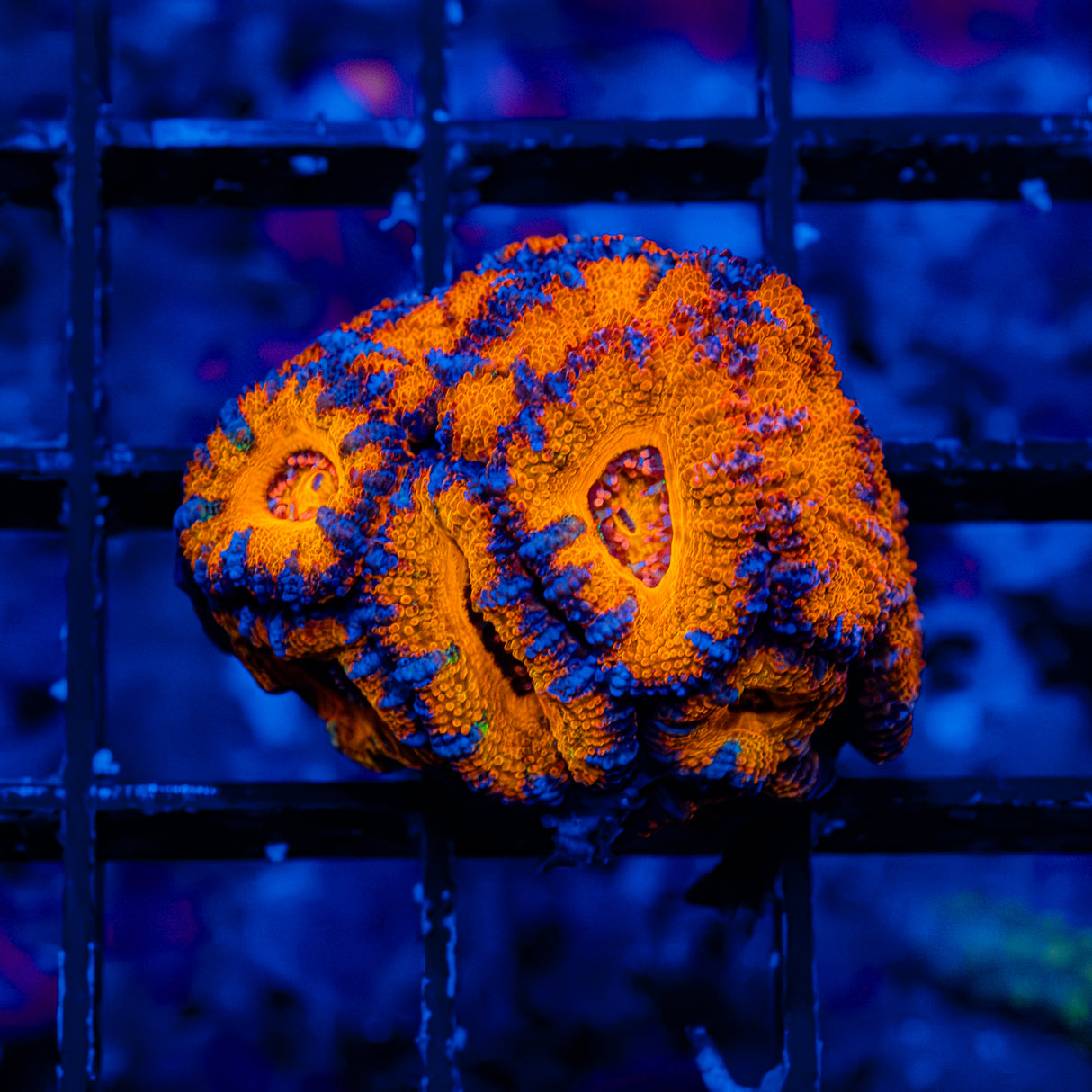 Tangerine Drizzle Acan B906