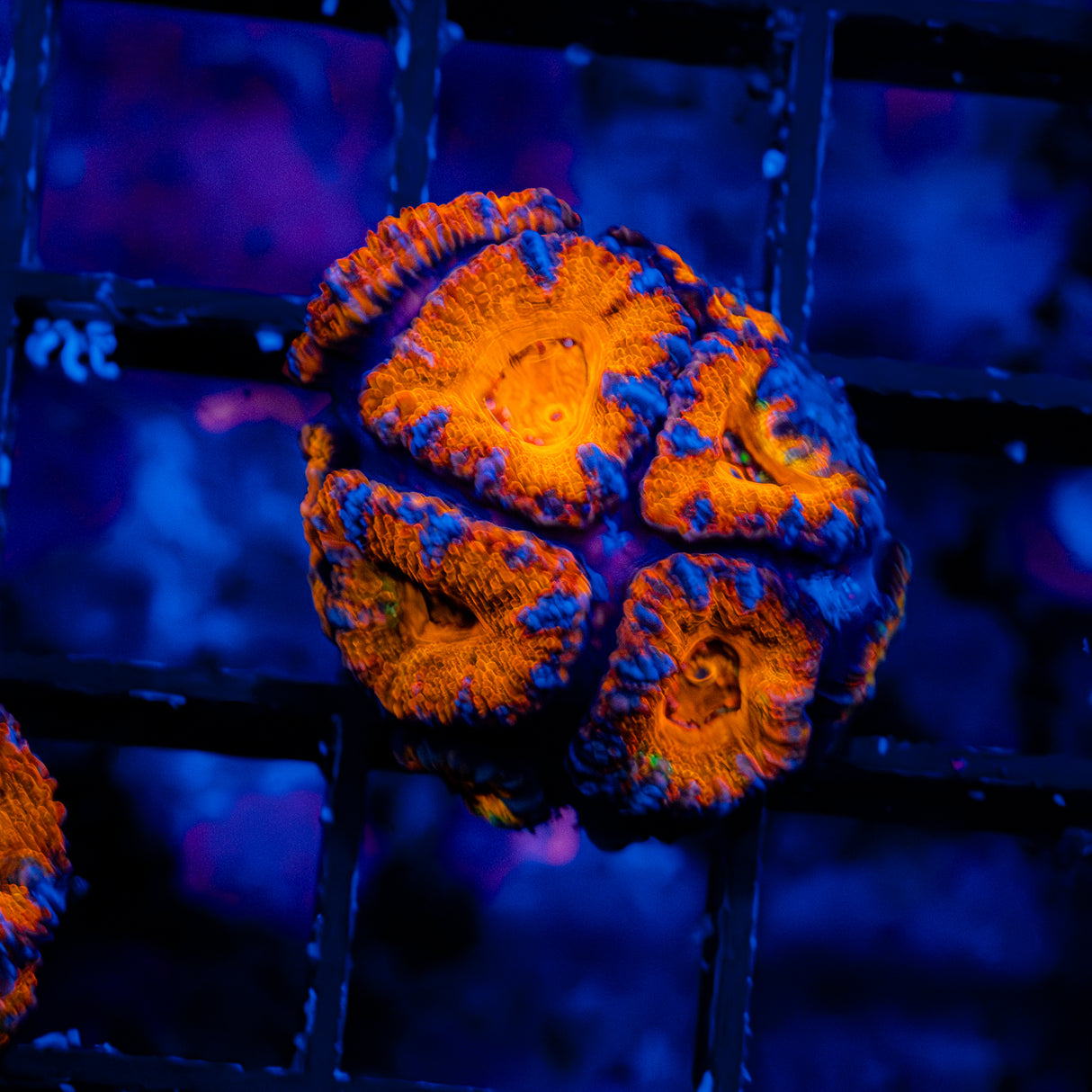 Tangerine Drizzle Acan B907