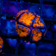 Acan