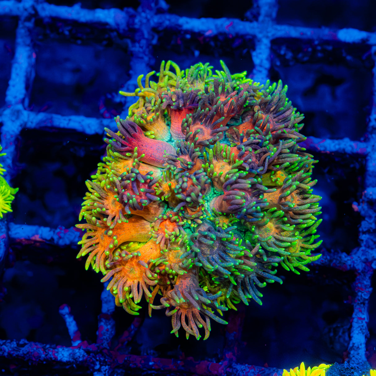 Dragonfruit Colony L202
