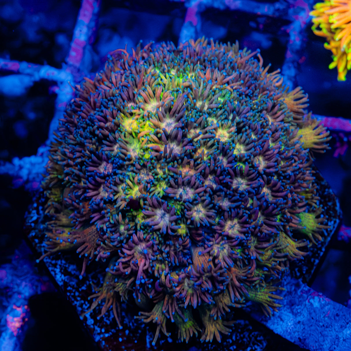 Cosmic Bundt Colony L203