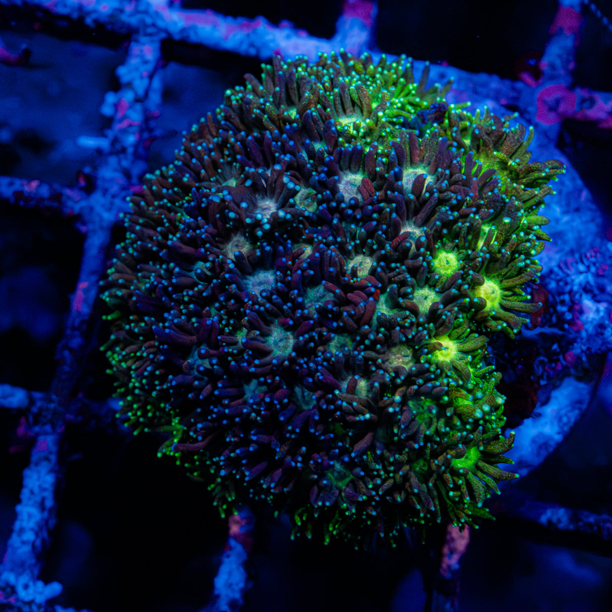 Goni Colony L204