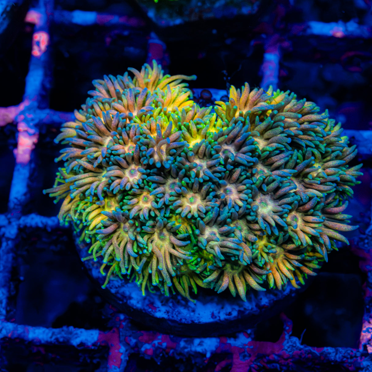 Seabreeze Biscotti Colony L208