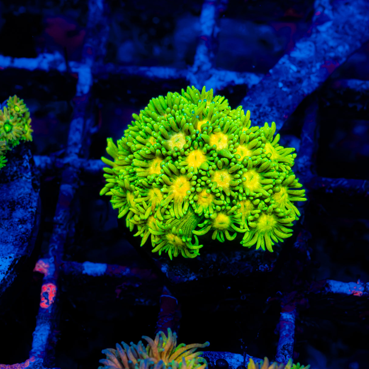 Goni Colony L207