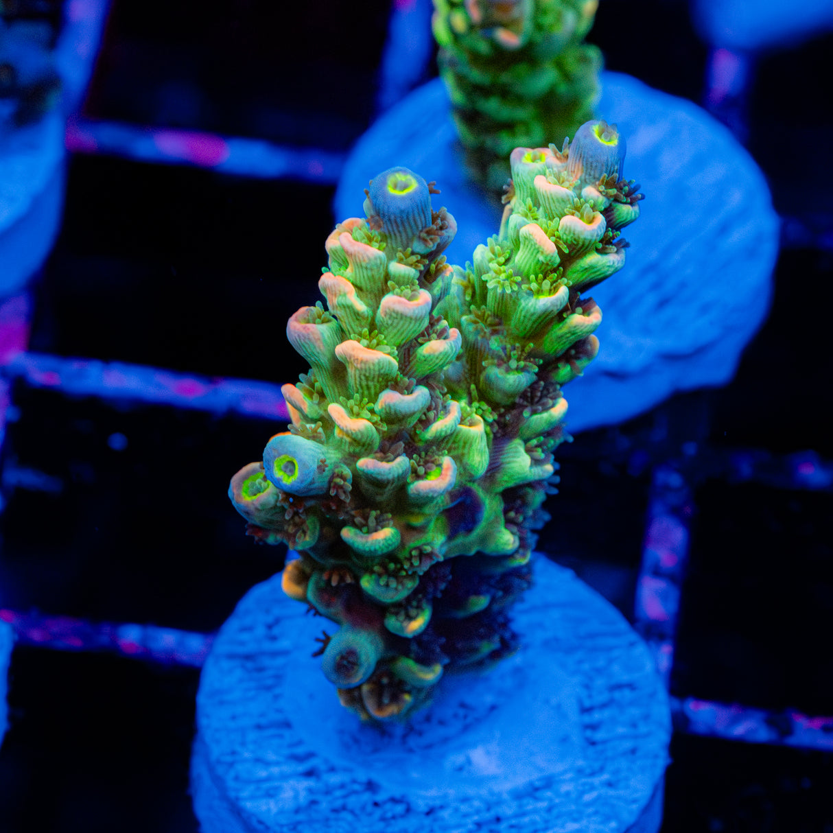 Lime Sorbet C046