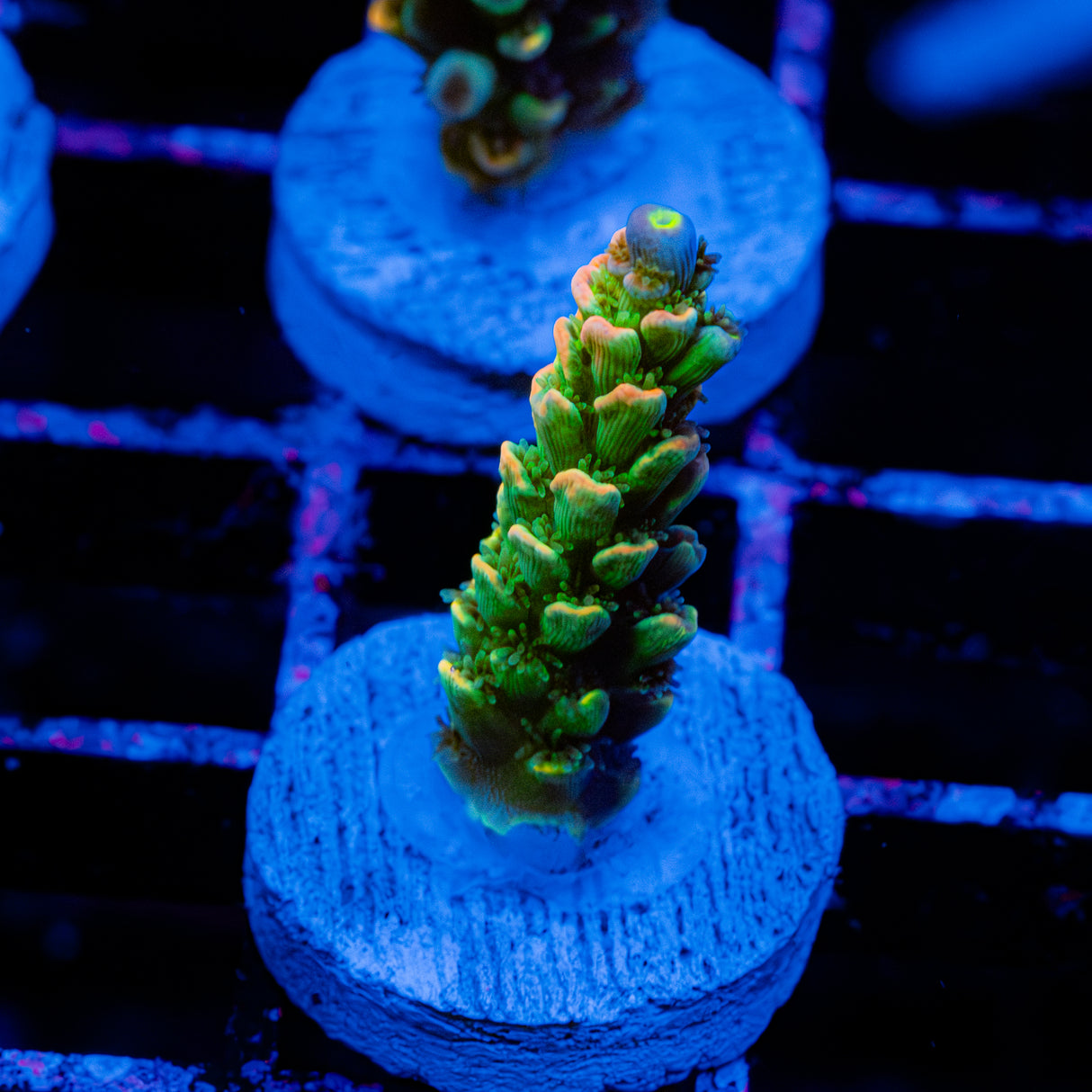 Lime Sorbet C047