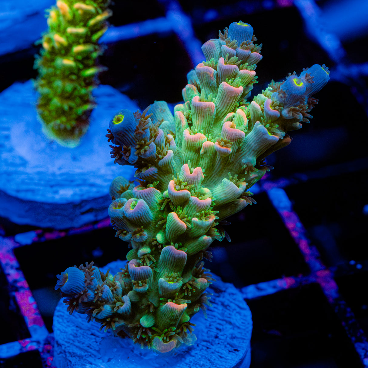 Lime Sorbet C048
